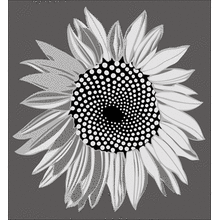 Пример трафарета Подсолнух 2