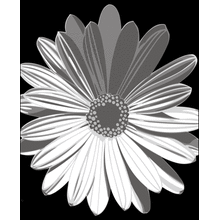 Пример трафарета Маргаритка 4